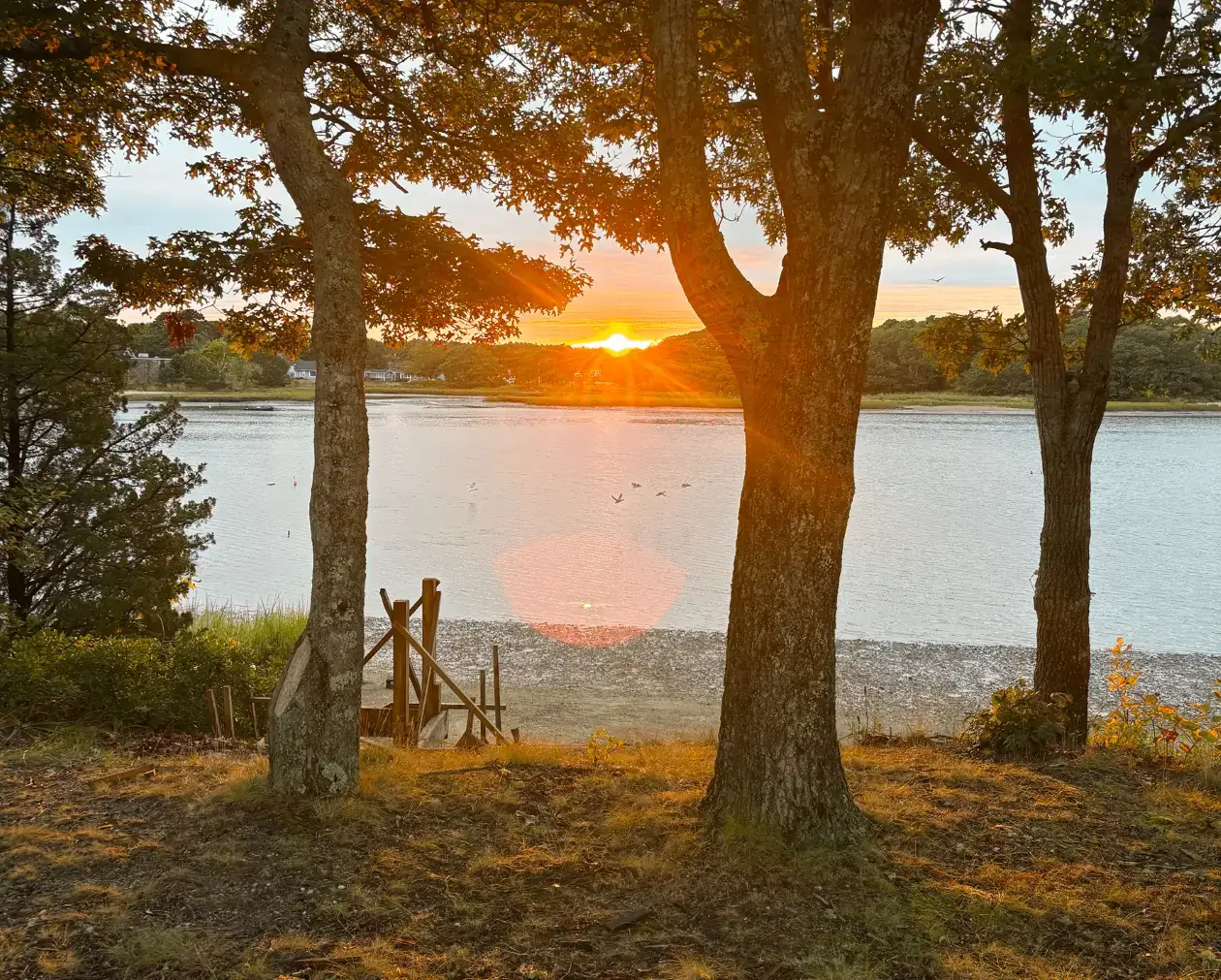 Golden sunset through trees at pebbled shoreline